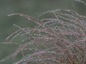 Freezing Rain Ice